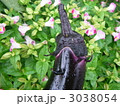 トゲなし千両