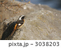 ジョウビタキ