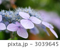 紫陽花