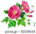 asagao11730