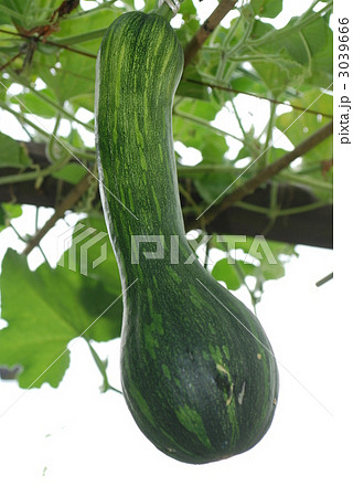 ヘチマ へちま 植物