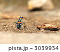 ハンミョウ