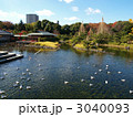 白鳥庭園・池と鳥たち