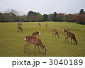 奈良公園と鹿