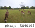 奈良公園と鹿