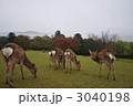 奈良公園の鹿