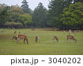 鹿と早朝の奈良公園