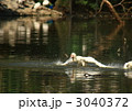 アフリカヘラサギの水遊び