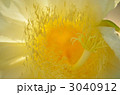 ひかる花蕊