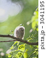 コノハズク