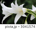 純白のユリの花