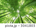 竹林と太陽