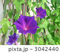 あさがお(紫色)