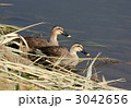川辺のカルガモ