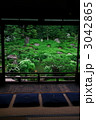 半夏生の庭（京都・建仁寺塔頭・両足院）