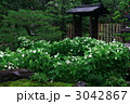 半夏生の庭（京都・建仁寺塔頭・両足院）