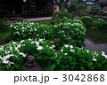 半夏生の庭（京都・建仁寺塔頭・両足院）