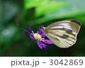 ミヤコワスレにきたお客さま