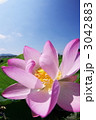 花開く
