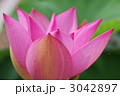 鮮やか