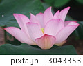 神々しく
