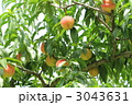 収穫前の桃