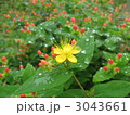 ヒペリカム（花）