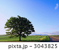 道とセブンスターの木