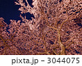 ライトアップの枝垂れ桜
