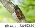 アブラゼミ