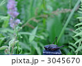 小さなヒメギス
