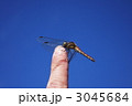 ナツアカネと指