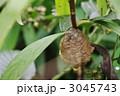 カマキリの卵