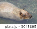 泳ぐカピバラ