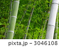 竹