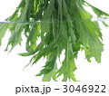 水菜を洗う