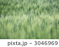 3046969