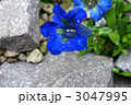 3047995