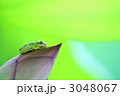 蕾とカエル