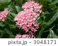 草山丹花　別名ペンタスと申します。