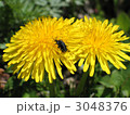セイヨウタンポポの上で交尾する昆虫