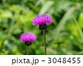 尾瀬のノアザミ　ノアザミ