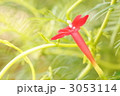 ルコウソウ