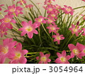 ゼフィランサス鉢植え