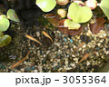 めだか 001（メダカと布袋葵）