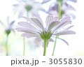 オステオスペルマムの裏側