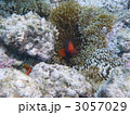 3057029
