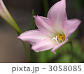 ハブランサスの花