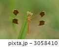 未熟なミヤマアカネの♂