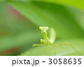 カマキリ